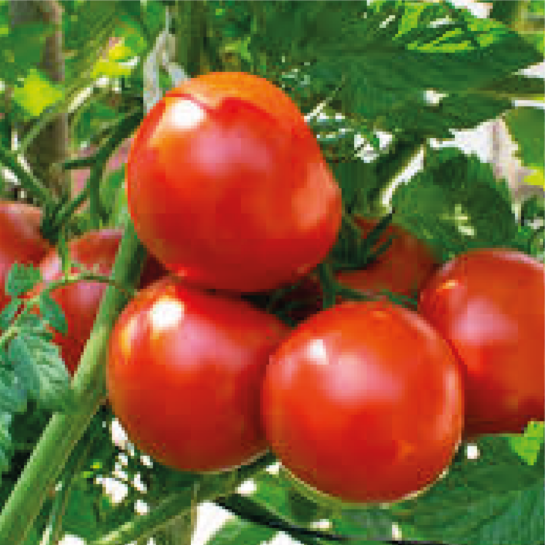 Tomatoes on the vine - Cherries & Carrot Tops