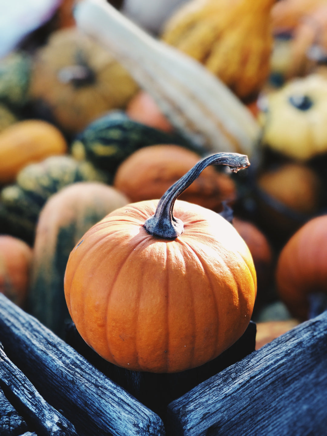 5 top facts about squashes