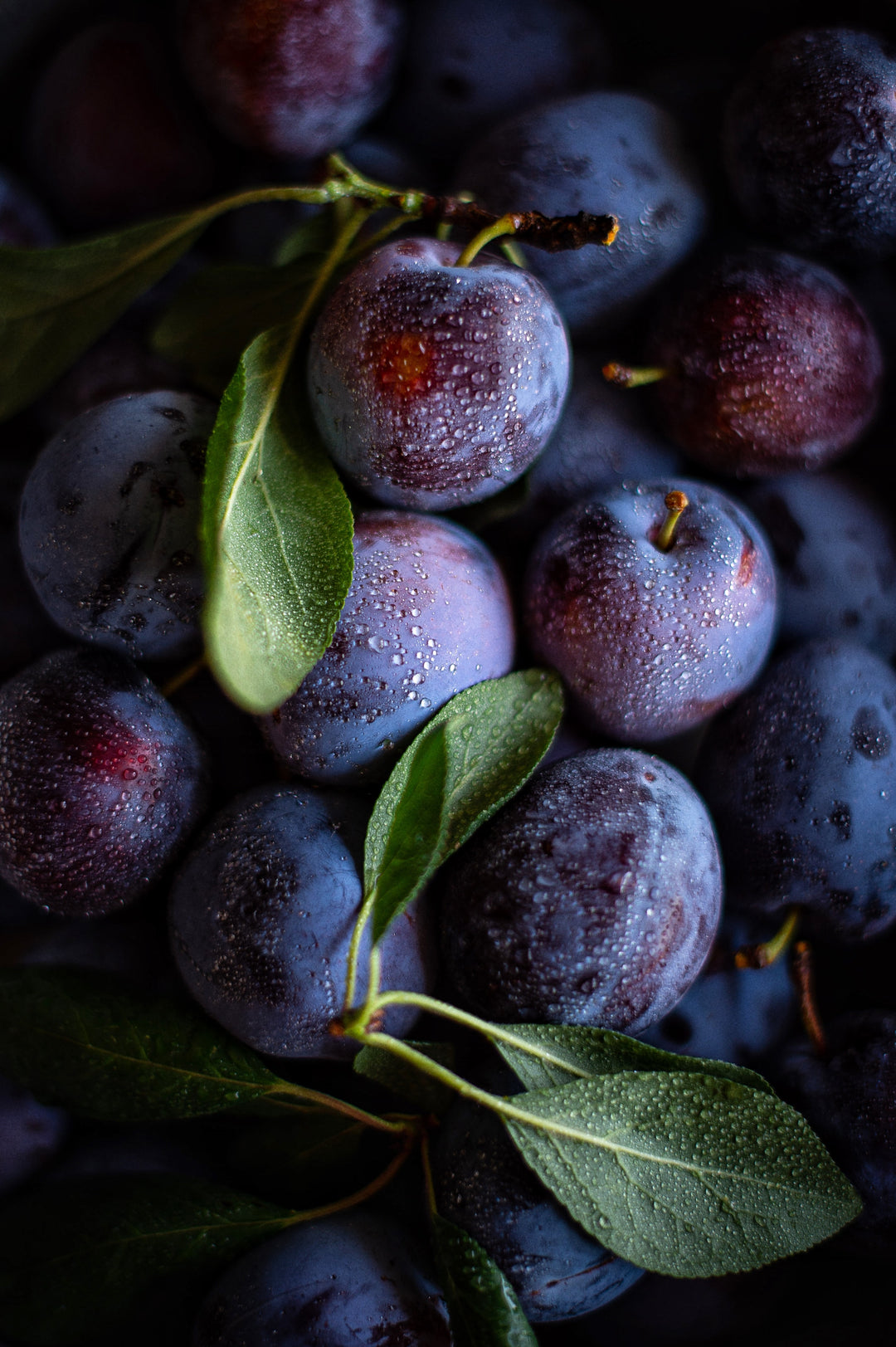 Health benefits and history of plums