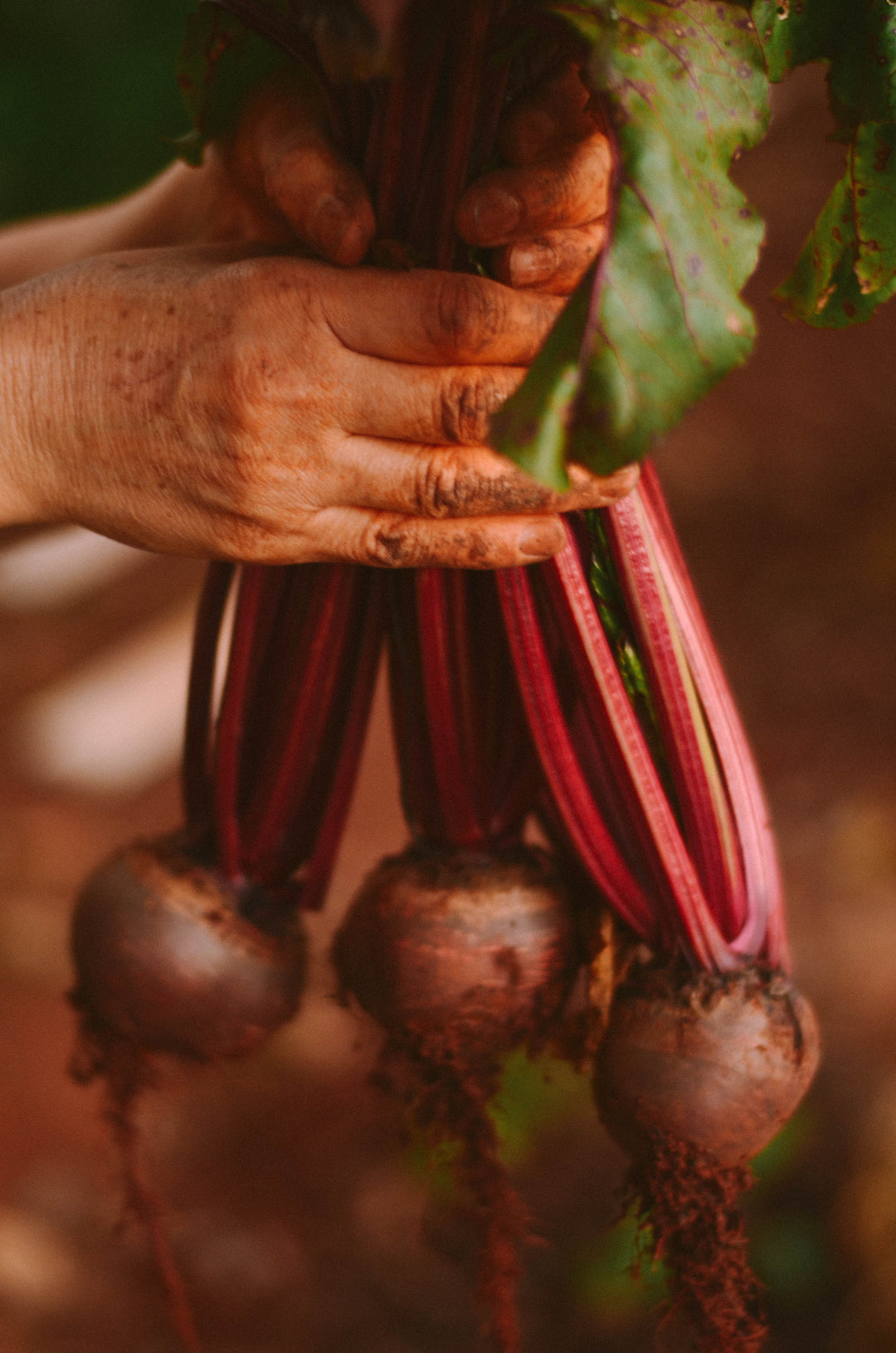 6 of the best things about beetroot (and some recipe suggestions!)